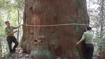 Vietnam conifer recognised as national heritage