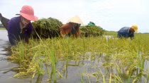 Improving Vietnam resilience to natural disaster