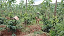 Vietnam strives for poverty reduction in disadvantaged regions