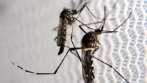 Zika virus mosquitoes detected in central Vietnam
