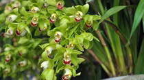 Vietnamese spend US$18m importing Tet flowers and plants