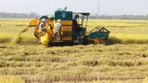Vietnamese rice makes name in world market