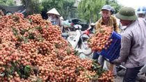 China imports nearly 91% of Vietnam’s lychees