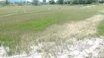 Drought-hit Ninh Thuan province gets 2,900 tonnes of relief rice
