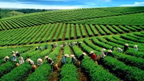 Vietnam boosts tea exports to the US