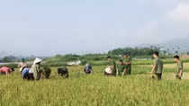 Young police officers help local people harvest rice crops