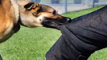 Health officials seek measures to eliminate rabies