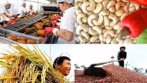 Vietnamese farmers: Opportunities and challenges in global integration