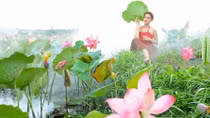 Lotus flower shows tranquil charm in Danang's summer heat