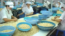 Cashew sector earns low profits in global value chain