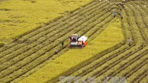 Agricultural sector gains trade surplus of 8.8 bln USD in 11 months