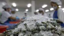 Vietnamese shrimp make it big in America