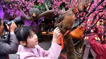 The year of the Rooster