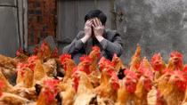 Vietnam facing high risk of H7N9 avian virus
