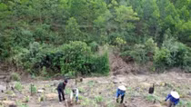 Additional 40,720 hectares of forest planted in northern region