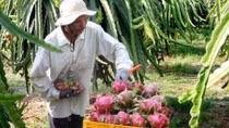 Tien Giang to expand dragon fruit growing area