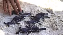 115 newborn turtles released to sea off Cu Lam Cham