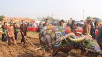Three day Doi Son Ploughing Festival 2017 soon to kick off