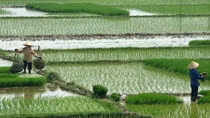 Vietnam’s rice export to enjoy prosperous year in 2018