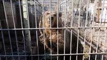 Mosul zoo's last two animals reach safer ground in Jordan