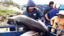 Vietnam’s exporters advised to expand tuna exports to Middle East