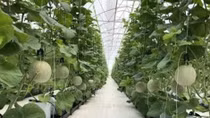CPTPP brings opportunities, challenges to Vietnam’s agriculture