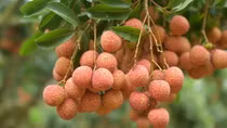 Vietnamese lychees confident of winning over consumer taste in Netherlands