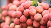 Hard-to-crack foreign markets get a taste for Vietnamese fruits