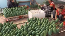 Son La ships 3 tons of mangoes to Australia