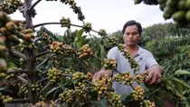 Experts talk ways to add value to Vietnamese coffee