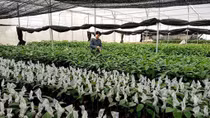 Forestry sector focuses on creating high-yield trees