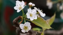 Wild pear blossoms brighten up Hanoi streets