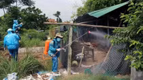 Bird flu detected in Phu Yen province