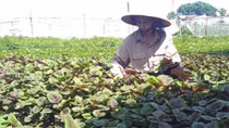 Vietnam’s organic farming expansion faster than world average