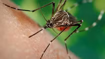 Nha Trang: Wolbachia bacteria-bearing mosquitoes to be released to nature