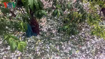 Strong winds and hail cause serious damage in northern provinces