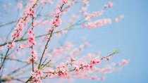 Japanese cherry blossoms spotted in Sa Pa