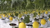 Science and technology to advance agriculture in Ninh Thuan
