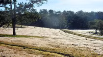 Pink grass hills of Da Lat entice visitors