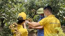 Hung Yen longan sold on e-commerce platform