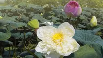 Lotus ponds lead to blossoming profits for Hanoi growers