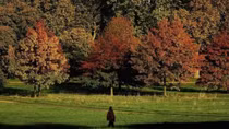 Growth of city trees can cut air pollution, says report