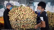PM orders removing difficulties in farm produce consumption for Bac Giang