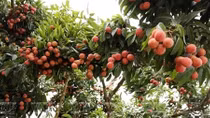 More Vietnamese agro products to be available on e-commerce platforms