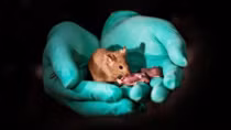 Healthy mice with same-sex parents born for first time
