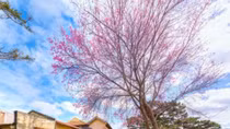 Da Lat and Sa Pa named among best spring destination in Asia