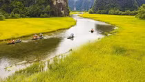 Tam Coc – Bich Dong dazzles visitors with ripen paddy fields