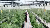 Sci-tech application key to developing smart agriculture