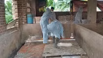 International assistance for Viet Nam’s African Swine Fever response