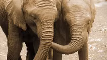 Vietnam proposes solutions to wildlife trade eradication